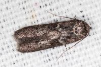 Blastobasis glandulella