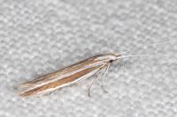 Coleophora bilineella