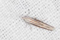 Coleophora bilineella