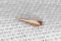 Coccidiphila