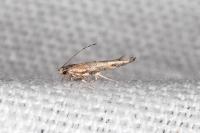 Coccidiphila