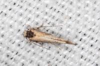 Coccidiphila