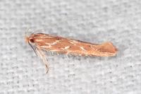 Pyroderces argyrogrammos