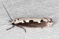Ethmia bipunctella