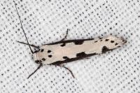 Ethmia bipunctella