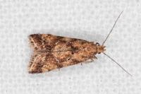 Brachmia blandella