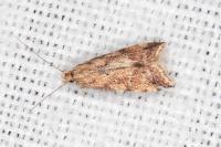 Brachmia blandella