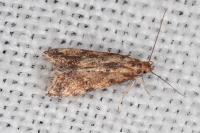 Brachmia blandella