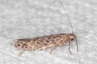 Tuta absoluta
