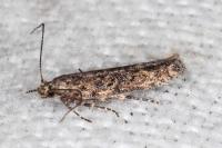 Tuta absoluta