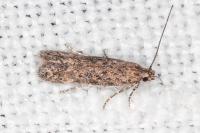 Tuta absoluta