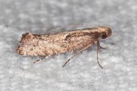 Acrolepiopsis vesperella