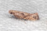 Acrolepiopsis vesperella