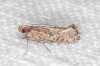Acrolepiopsis vesperella