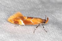 Epicallima formosella