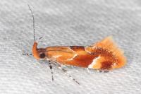Epicallima formosella