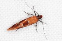 Epicallima formosella
