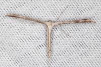 Emmelina monodactyla
