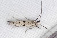 Yponomeuta plumbella