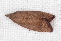 Cydia molybdana