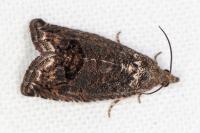 Cydia splendana