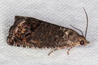 Cydia splendana
