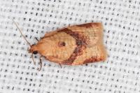 Clepsis consimilana