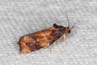 Ditula angustiorana