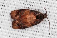 Ditula angustiorana