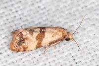 Phalonidia contractana