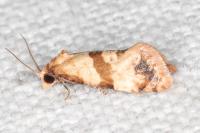 Phalonidia contractana