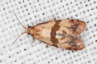 Phalonidia contractana