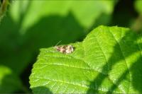 Celypha lacunana