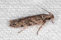 Psoricoptera gibbosella
