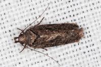 Psoricoptera gibbosella