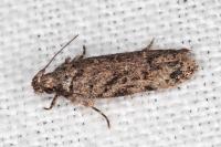Psoricoptera gibbosella