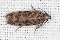 Psoricoptera gibbosella