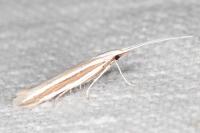Coleophora bilineella