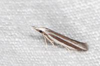Coleophora bilineella