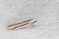 Coleophora bilineella