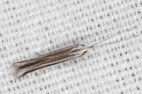 Coleophora bilineella