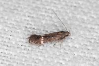 Aproaerema suecicella
