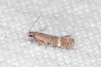 Aproaerema suecicella