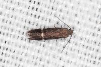 Aproaerema suecicella