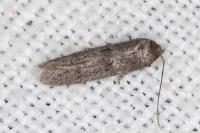 Blastobasis phycidella
