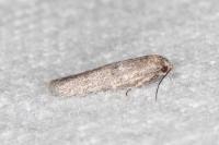 Blastobasis phycidella