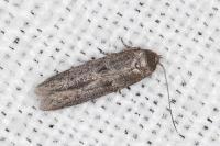 Blastobasis phycidella