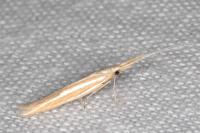 Coleophora helianthemella