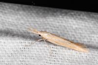 Coleophora helianthemella