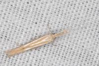 Coleophora helianthemella